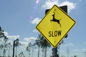 Deer do most of their travelling at dusk or dawn, so drivers should be extra cautious during those hours.