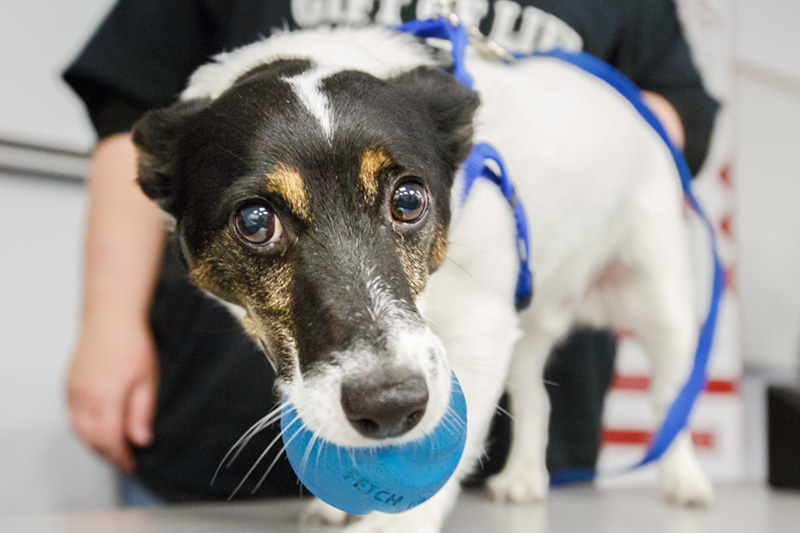 UOIT students interacted with Zero, a Terrier/Jack Russel mix, during Puppy Play Day 2014.