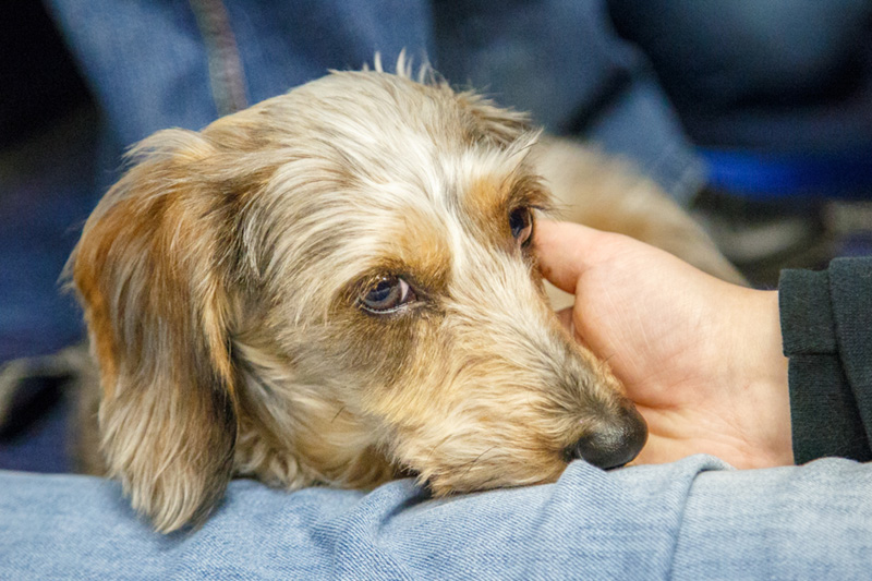 Edgar, a Dachshund/Yorkshire Terrier mix, visited UOIT during Puppy Play Day 2014.