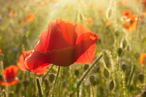 Field of poppies