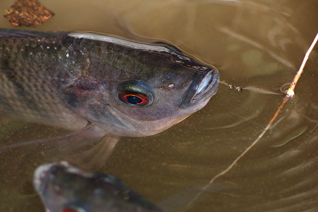 Tilapia is one of the most commonly raised fish species in aquaponic systems.