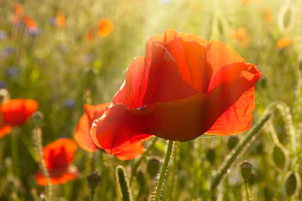 Field of poppies