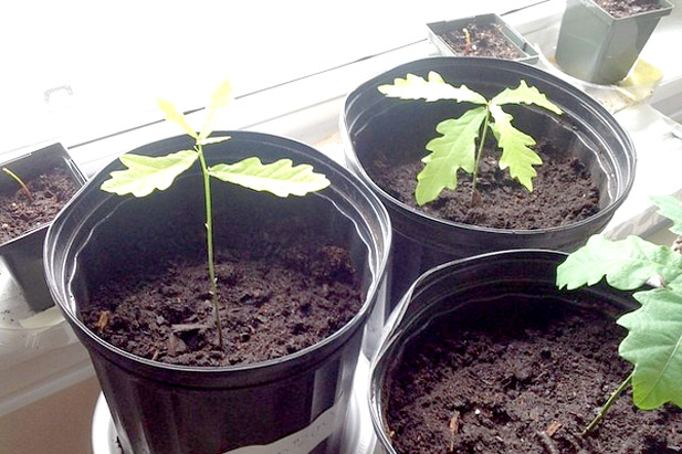 The university's We Grow Trees challenges participants to learn how to nurture a tree from seed to sapling.