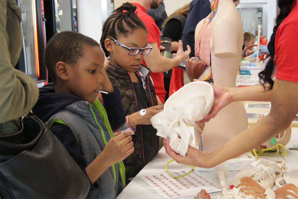 In Body Building 101, participants examine a model of the human body and its internal organs.