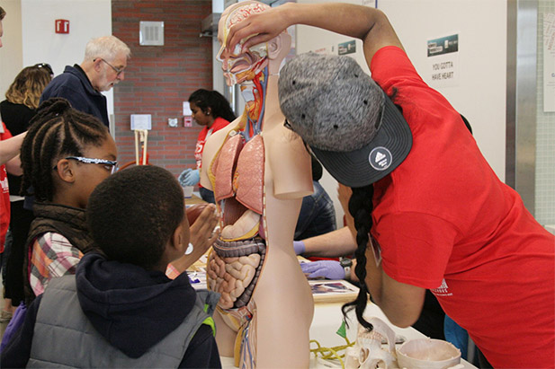 In the Body Building 101 activity, Science Rendezvous participants how well they know the human body and how quickly they can put it back together.