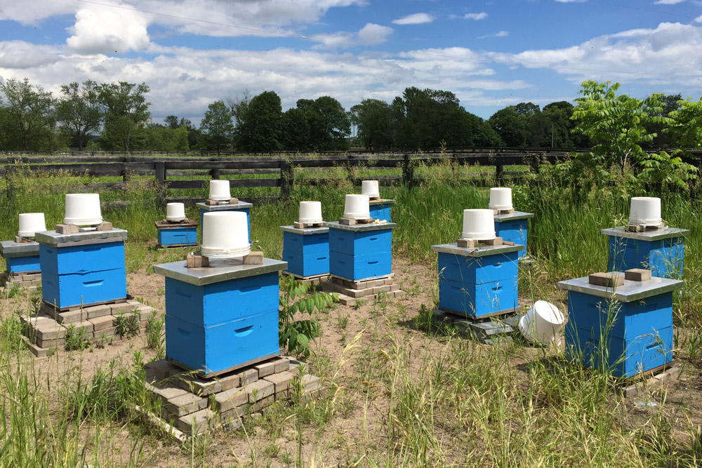 The Office of Campus Infrastructure and Sustainability oversees 17 honey bee hives on the Windfields Farm Lands.
