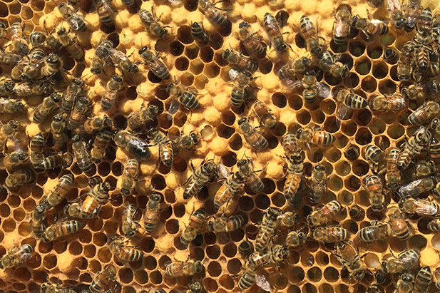 Honey bee hive in the Pollinator Garden at the university's Windfields Farm Lands.