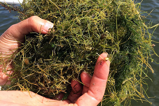 Researchers examine a clump of the invasive species Starry Stonewort, pulled from the water of Lake Scugog, near Port Perry, Ontario (summer 2017).