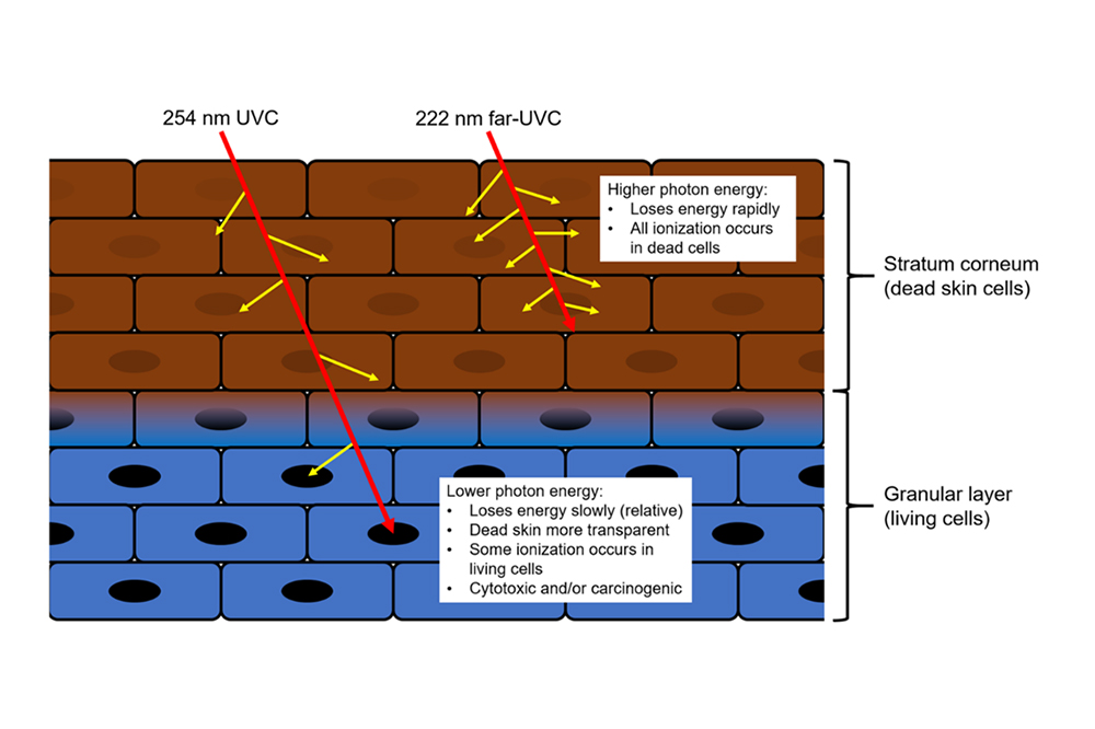 Image depicts why 254 nm UVC light is more penetrating than higher energy 222 nm (far-) UVC light and thus causes damage to living cells in human skin which may lead to cancer induction.