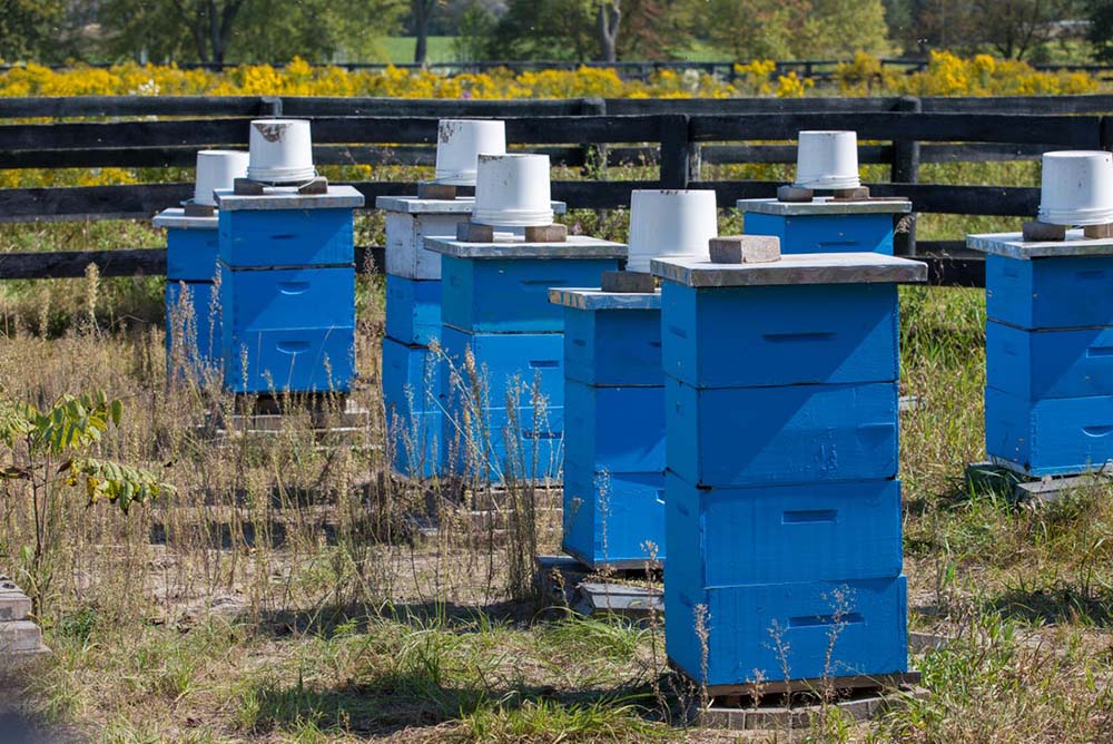 Pollinator Project at Ontario Tech University's Windfields Farm location.