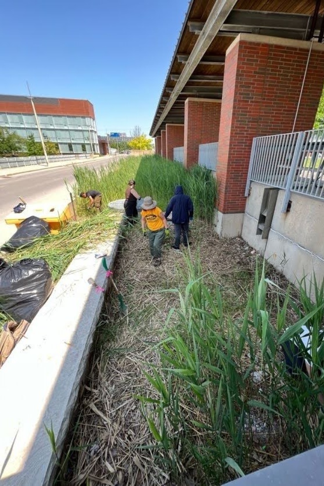 Eleven faculty, staff and student volunteers showed up on a hot, sunny day to help pull invasive phragmites near Polonsky Commons at Ontario Tech University's north Oshawa campus location.