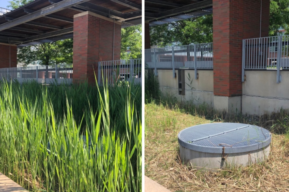 Photos taken before and after volunteers pulled invasive phragmites out of the rain gardens near Polonsky Commons at Ontario Tech University's north Oshawa campus location.