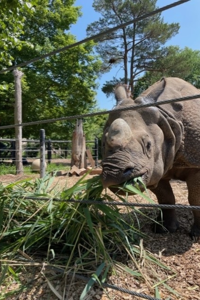 Volunteers filled 13 large garbage bags with invasive phragmites removed from Ontario Tech University's north Oshawa campus location. The Toronto Zoo picked them up to feed them to their rhinos.