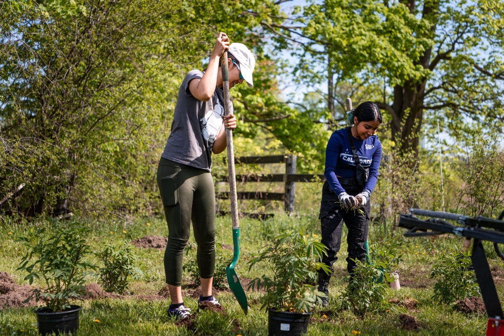 Volunteers plant seedlings at Windfields Farm lands (north Oshawa campus location) as part of Ontario Tech University's second tree-planting event of 2023. 
