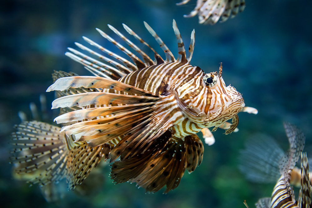 Lionfish, a species native to the South Pacific and Indian Oceans, has become established as an invasive alien species in the Atlantic Ocean, harming native coral reef ecosystems.