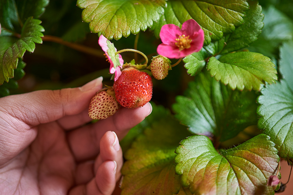 Strawberry plant.