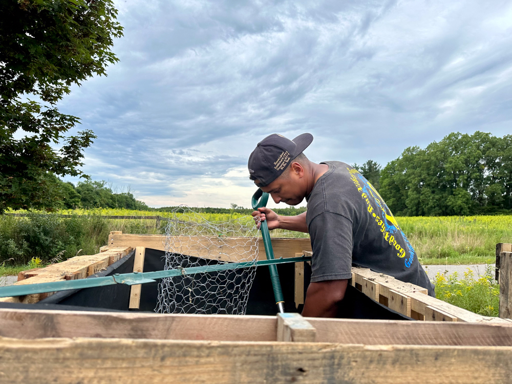 Alanzo Byfield, Founder and Director, Common Ground Foodshare, checks on crops on the Windfields Farm lands at Ontario Tech University. (August 2025) 