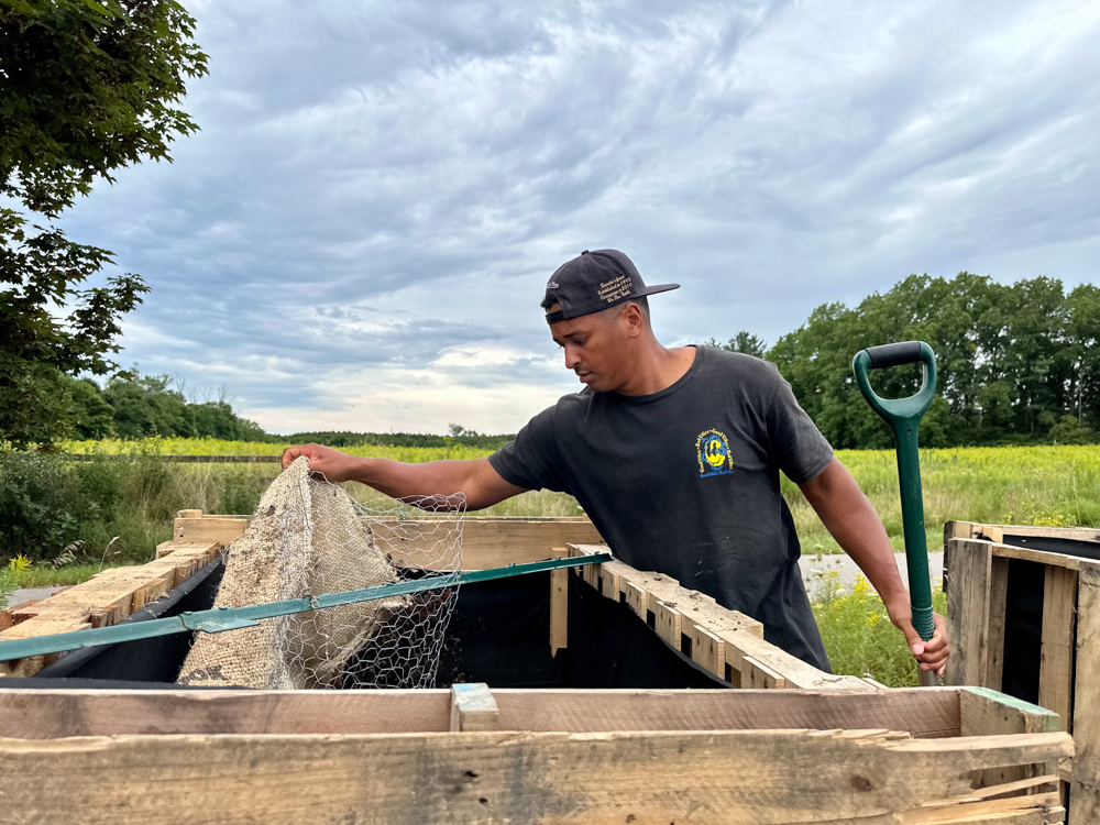 Alanzo Byfield, Founder and Director, Common Ground Foodshare, checks on crops on the Windfields Farm lands at Ontario Tech University. (August 2025) 