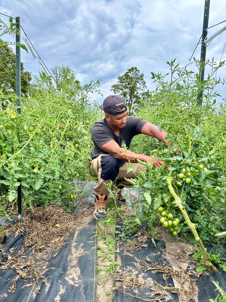 Alanzo Byfield, Founder and Director, Common Ground Foodshare, checks on crops on the Windfields Farm lands at Ontario Tech University. (August 2025) 