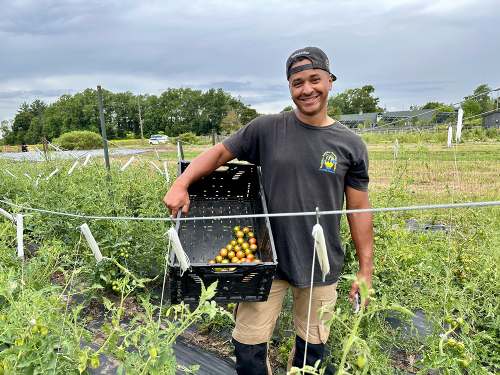 Alanzo Byfield, Founder and Director, Common Ground Foodshare, checks on crops on the Windfields Farm lands at Ontario Tech University. (August 2025) 