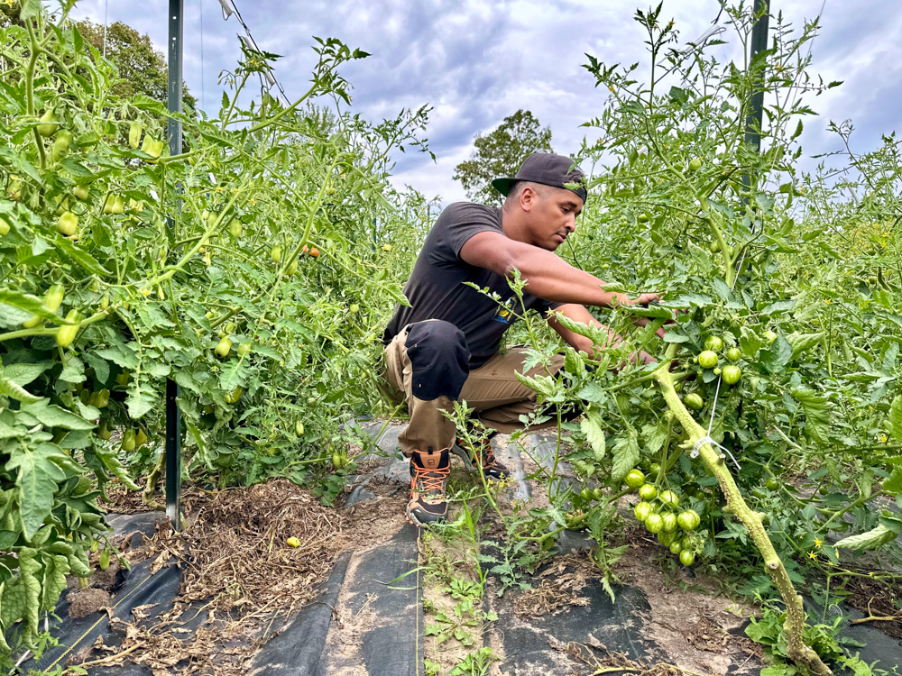 Alanzo Byfield, Founder and Director, Common Ground Foodshare, checks on crops at Windfields Farm at Âé¶¹ÊÓÆµ. (August 2025)